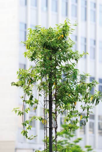 Mât pour plantes grimpantes Babylone - aréa